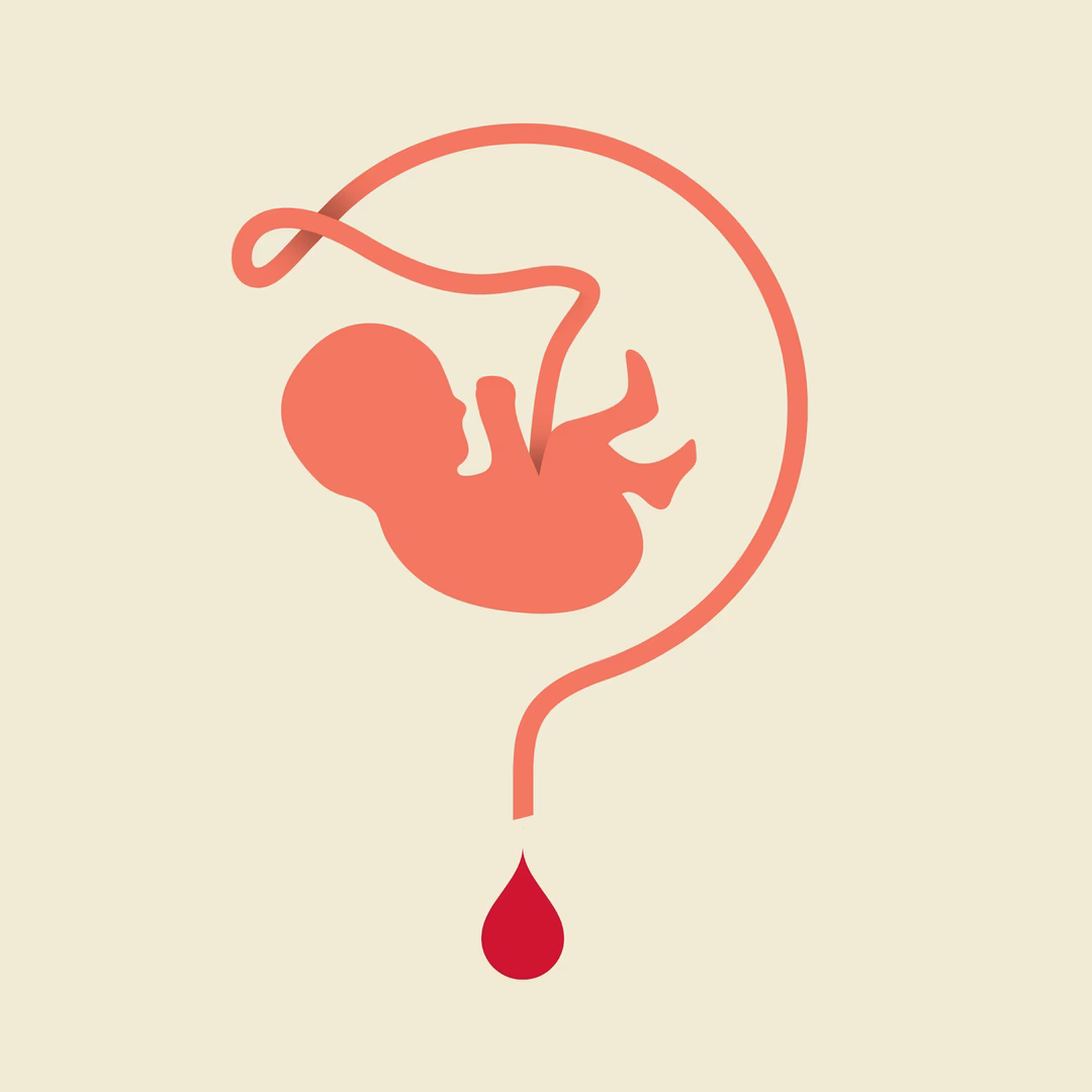 Umbilical Cord Anatomy